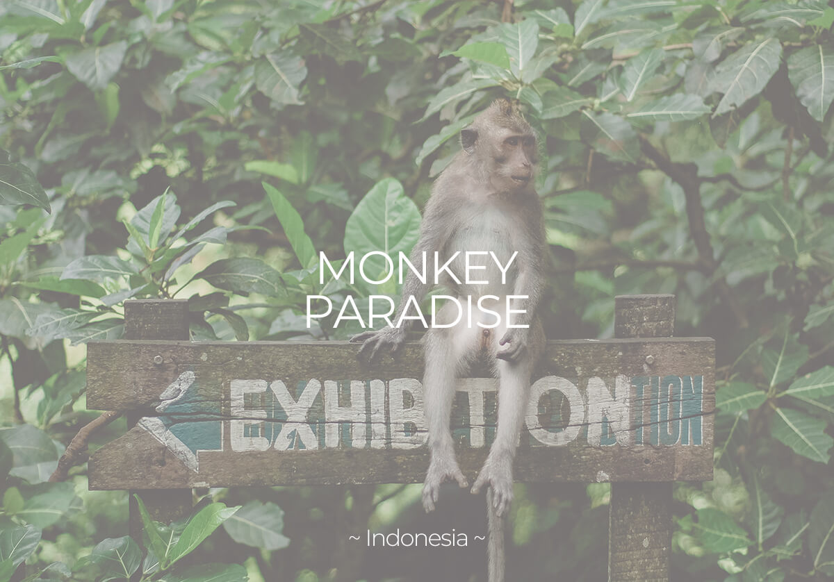 slider-mini-cover-monkeyparadise